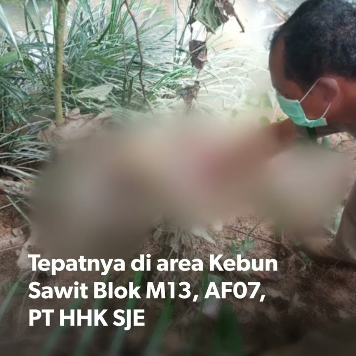 Gempar Penemuan Mayat Seorang Mandor di Kebun Sawit Ketapang