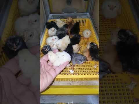 Bu civcivler sizce hangi türlere ait ?