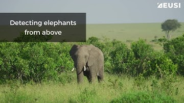 Monitoring Elephant Populations With Satellite Imagery
