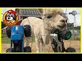 Monster Jam Toy Trucks - ALIEN INVASION & Hot Wheels BIG FOOT Play at Domino's Farm Petting Zoo Park