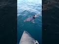 Un requin s'approche d'un bateau en baie de Saint-Malo