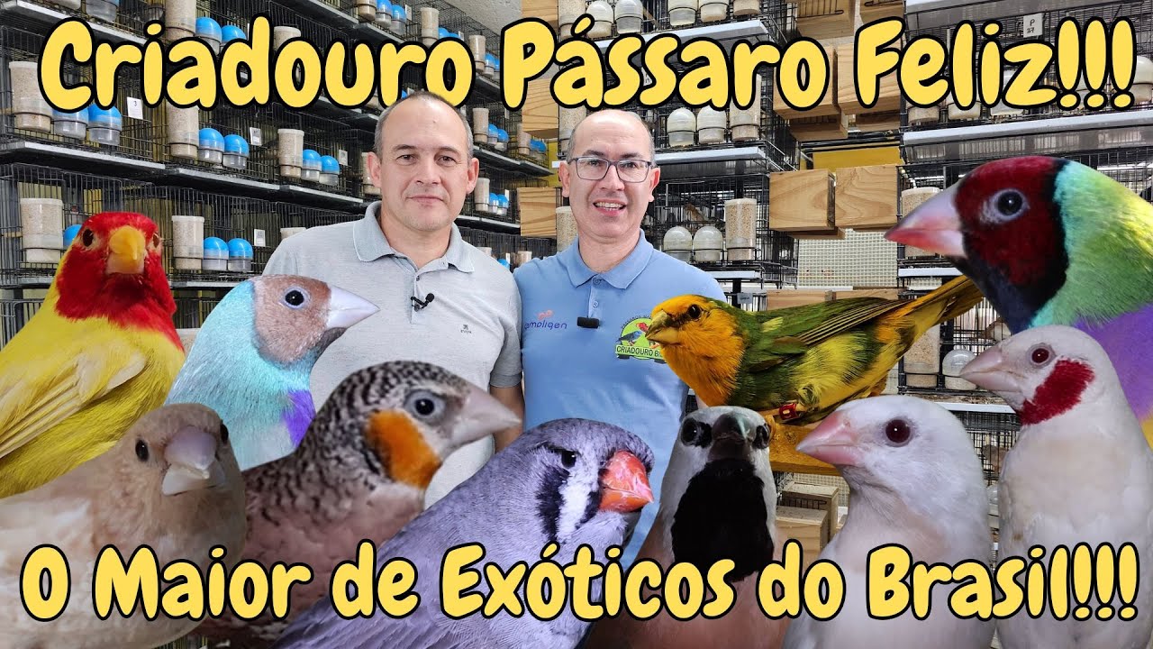 A MAIOR VARIEDADE DE EXÓTICOS DO BRASIL NO CRIADOURO PÁSSARO FELIZ!!!