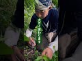 草は、いつから“雑草”になったのか？これは文化の話ではなく、制度の話。草と人の関係が、政策によって変えられてきた──