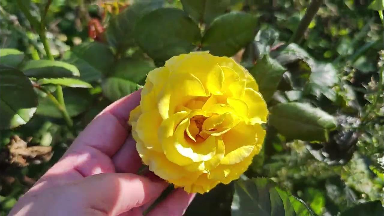 БЕСПОДОБНАЯ КРАСАВИЦА, РОЗА🌹 ЭМЕЙЗИНГ ГРЕЙС, второе название-МА(/И)РИАМ ...