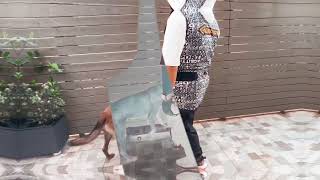 (Dog-Trainer Pau.Sir) - 踩滑板  (Dog-Trainer Pau.Sir) - 踩滑板