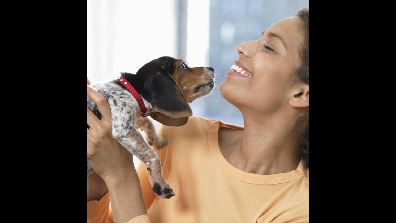 Beagles As Pets The Ultimate Beagle Owner’s Guide breeding, buying