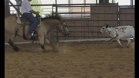 Smart Pep Marmoset - Leddy    ***For info, price, etc., go to website*** Valley View Ranch