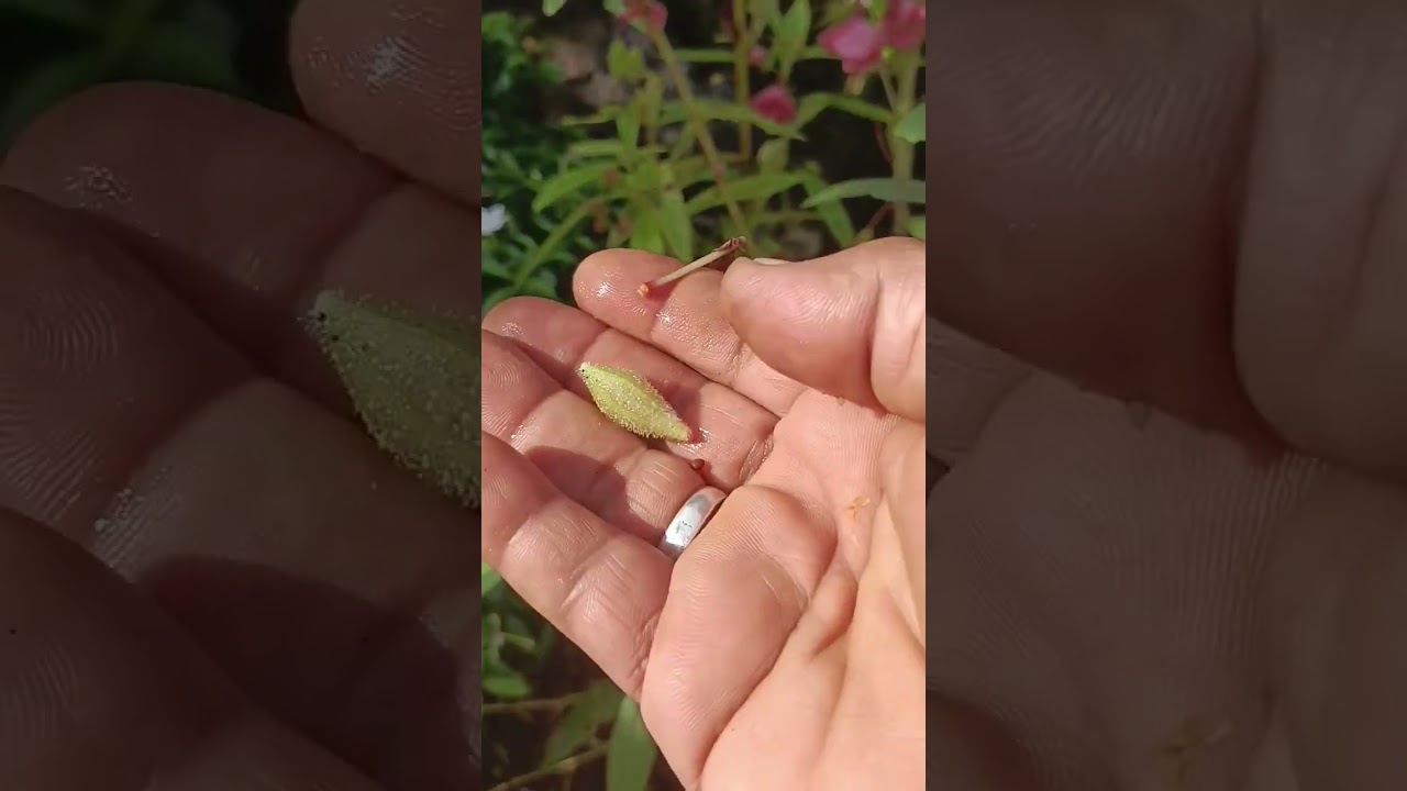Collecting balsam seeds 
