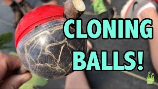 Cloning BALLS!