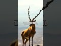 The Resilient Tibetan Antelope: Guardians of the Plateau
