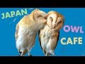 Cute Owl Cafe - Pet &amp; Play with Owls in Japan!