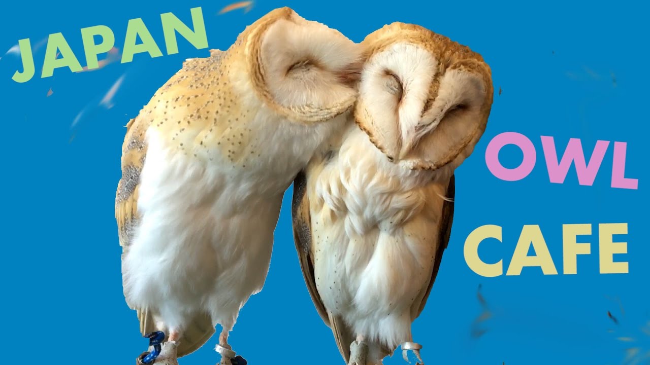 Cute Owl Cafe Pet & Play with Owls in Japan! YouTube
