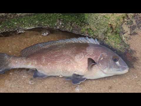 ASFN Fishing Specie - Lemon Fish