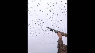 Many birds goose Тысячи птиц охотятся в небе #snowgoose #загоннаяохота #birdshunt #duckhunt #hunting