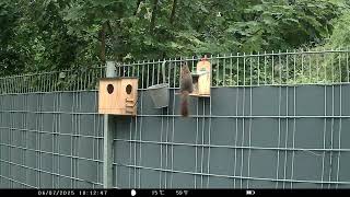 Eichörnchen Und Co 2025 07 07