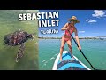 Sea turtles in florida  sebastian inlet state park