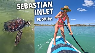 SEA TURTLES IN FLORIDA! 🌊💗🐢 Sebastian Inlet State Park