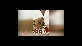 Acorn woodpeckers hoarded over 700 pounds of nuts in California house