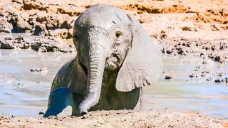 Baby Elephant Takes Her First Bath! | Elephant Family And Me | BBC Earth Kids