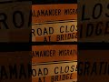 Spotted salamanders’ midnight shuffle shuts down N.J. streets