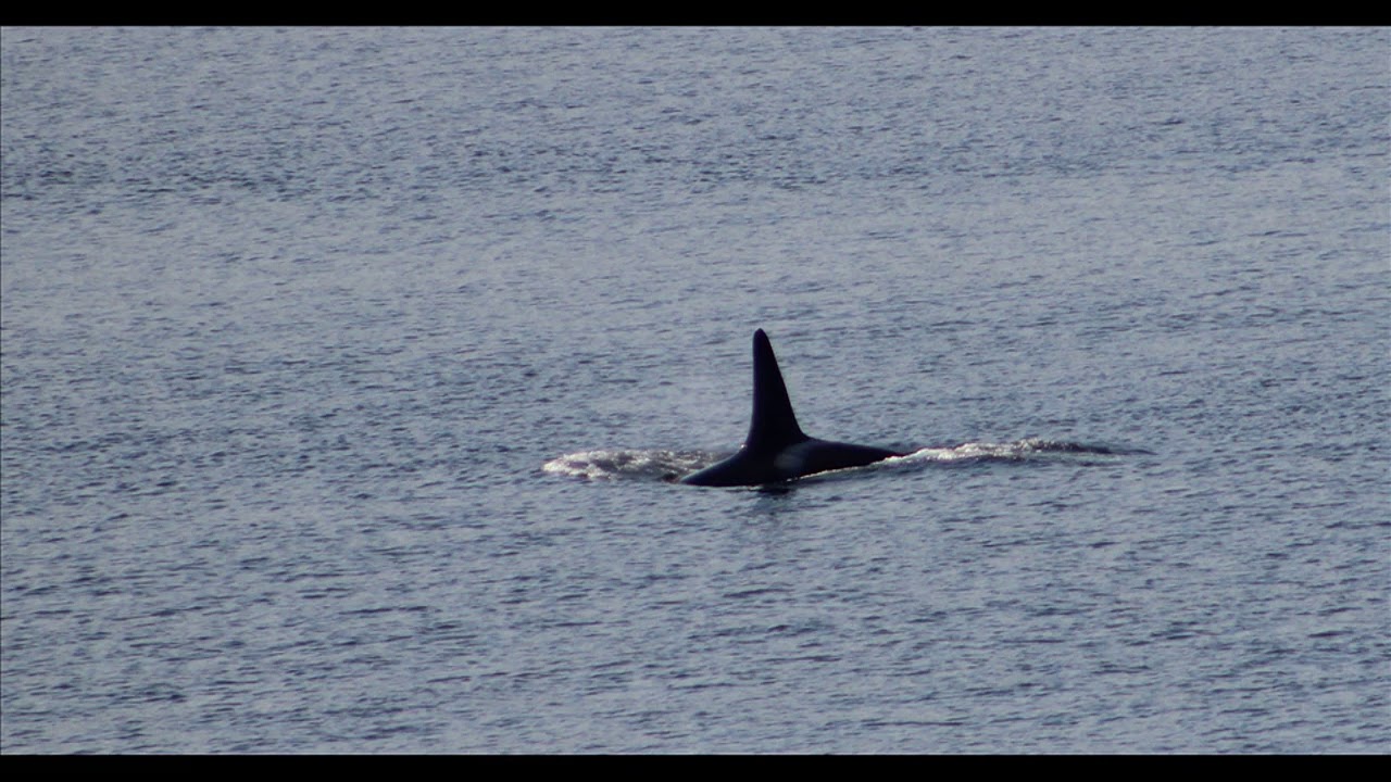 camera iphone 8 plus apk Pictures of Orca's Seen While Docked in Icy Strait Point while on Norwegian Pearl 2017