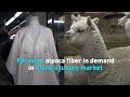 Peruvian alpaca fiber in demand in China's luxury markets