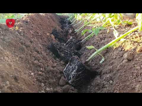 Video: Augļaugi: nosaukumi, fotogrāfijas un apraksti