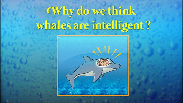 Evolution of brain and intelligence in Whales and Dolphins (Cetacea)