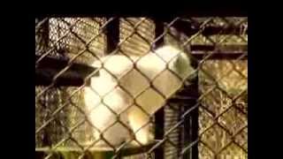 Lodz in Poland - ZOO - Lis polarny, piesiec, piesak (Vulpes lagopus)