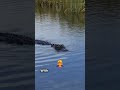 Crocodiles are soo old!