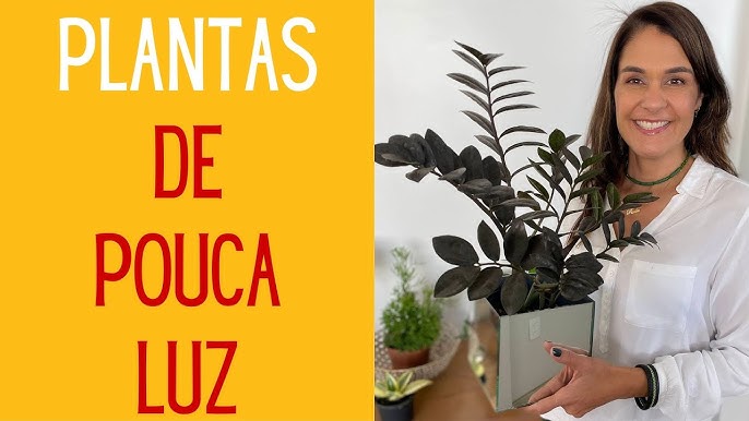 7 PLANTAS que suportam locais com POUCA LUZ 