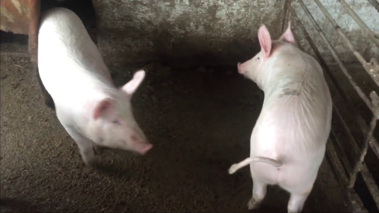 Большая ошибка начинающих свиноводов !!