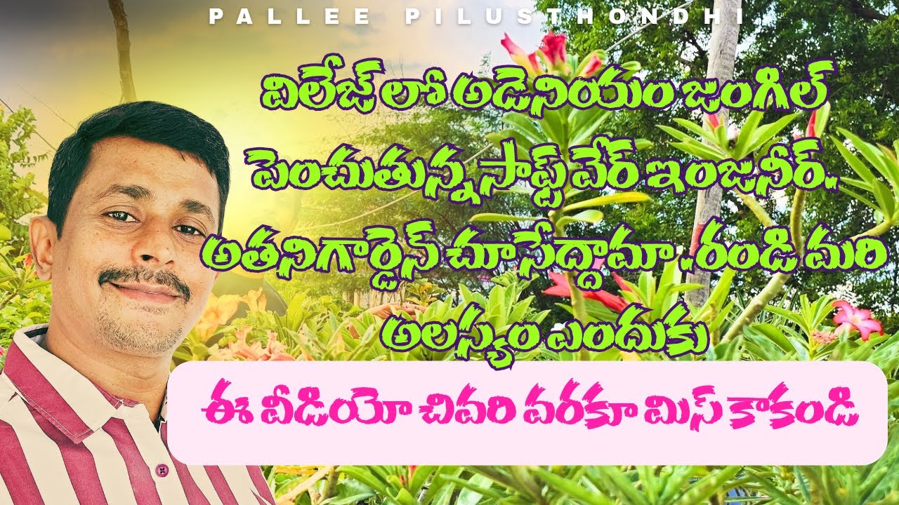 నా అరుదైన అడెనియం మొక్కల కలెక్షన్ .రండి ఈ విడియోలో చూసేద్దాము