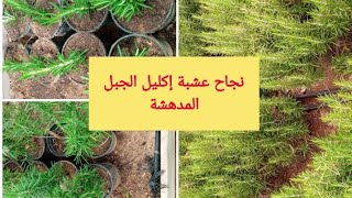 طريقة نجاح نبتة إكليل الجبل||أو اليزير Rosemary