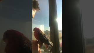 Papagal rosella