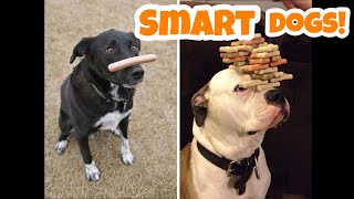 Smart Dogs Compilation (2020) | Funny Dogs Videos by Pet Moments 5,266 views 5 years ago 10 minutes, 18 seconds