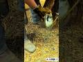 The Largest Hoof I Have Ever Had To Trim. Horse Restoration Front Hooves.