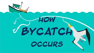 Seabird Sentinels: How bycatch occurs