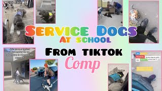 Service dogs at school off tiktok! Comp 🦮🐾 /credit to original owners