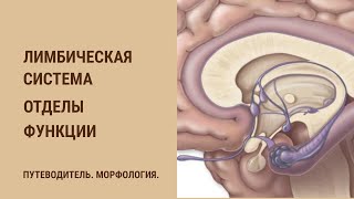 Лимбическая система. Отделы. Функции