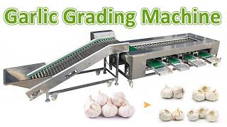 Garlic Grading Machine | High Efficiency Automatic Sorting Solution Net Worth