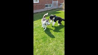 GO SOCIAL | 6 MONTHS OLD SHEEPADOODLE by Milo the Sheepadoodle 20 views 1 year ago 6 minutes, 1 second