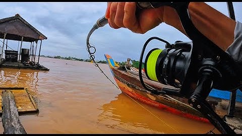 Câu Cá Vồ Đém Mùa Nước Nổi #41 || Mưa Gió Cả Ngày Cá Ăn Thì Vẫn Cứ Ăn .