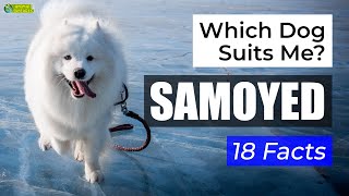 Is a Samoyed the Right Dog Breed for Me? 18 Facts About Samoyed Dogs! by animal fun facts 8,986 views 2 years ago 2 minutes, 25 seconds