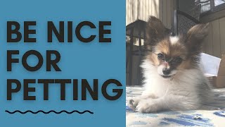 Teach Your Puppy How to Be Nice for Petting by Summit Dog Training 329 views 3 years ago 6 minutes, 23 seconds