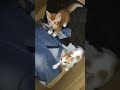 #youtubeshorts #cat #lover