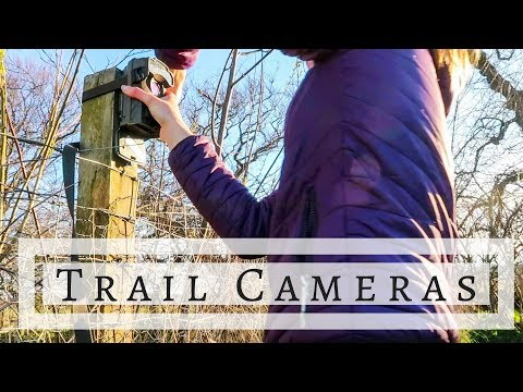 Trail