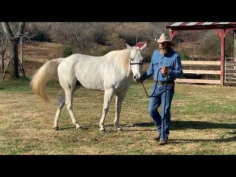 Lunging Your Horse