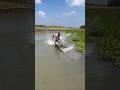Village Boys Catch Fish with Push Net #shortvideo