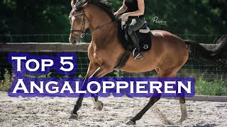 RICHTIG Angaloppieren | TOP 5 Übungen